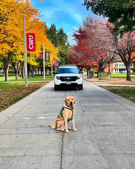 Entry image for Archie. Clicking this image will show a larger photo