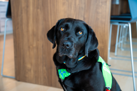 Entry image for Sophie. Clicking this image will show a larger photo