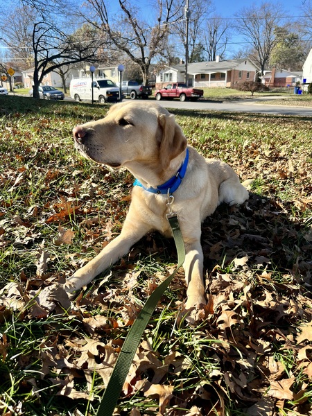 Entry image for Jamison. Clicking this image will show a larger photo