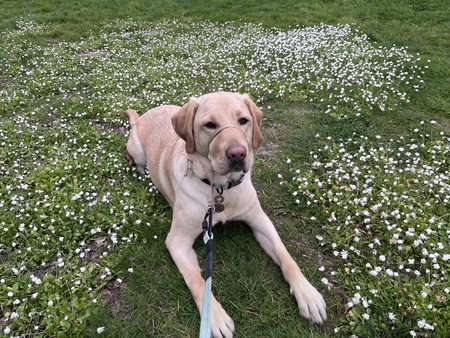 Entry image for Clover. Clicking this image will show a larger photo