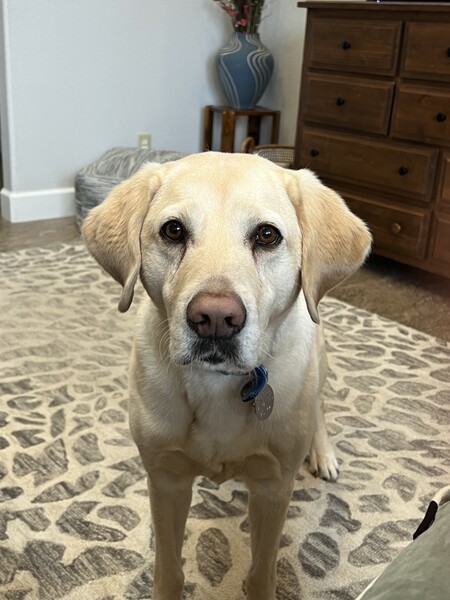 Entry image for Harley. Clicking this image will show a larger photo