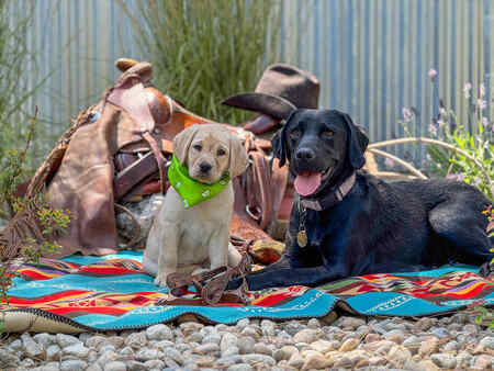 Entry image for Lili and puppy Journey. Clicking this image will show a larger photo