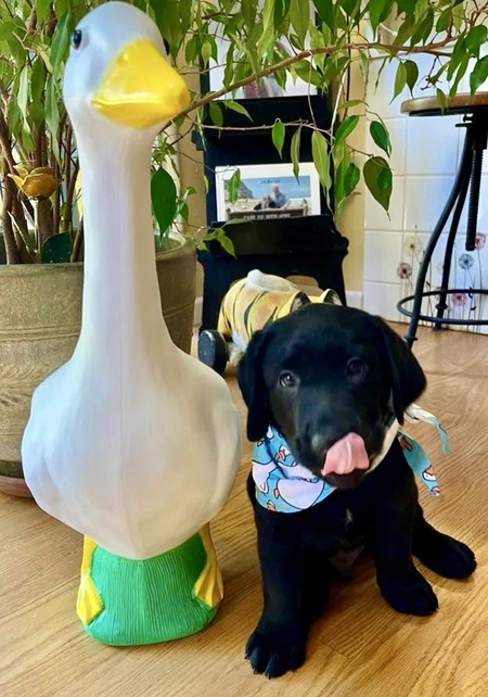 Entry image for Goose. Clicking this image will show a larger photo