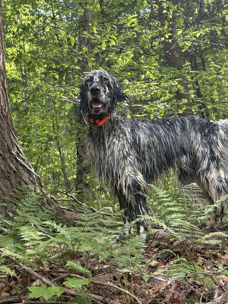 Boone