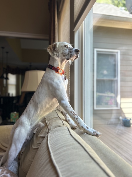 Buddy (formerly Dobby) 
