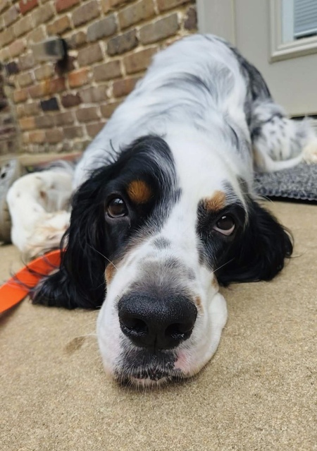 Porter