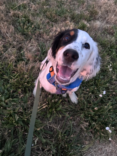 Mowgli