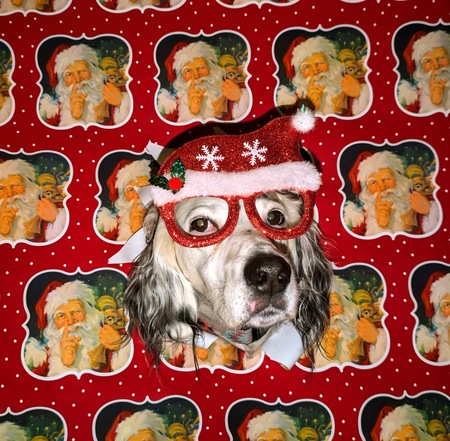 Dottie