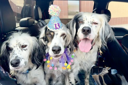 Jess Josie & Jasper