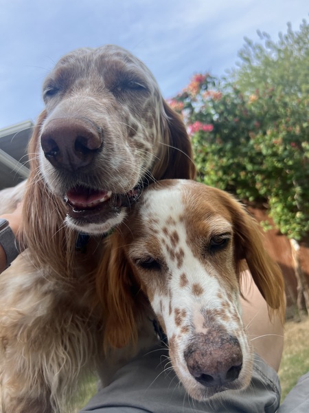 Buck & Dillon