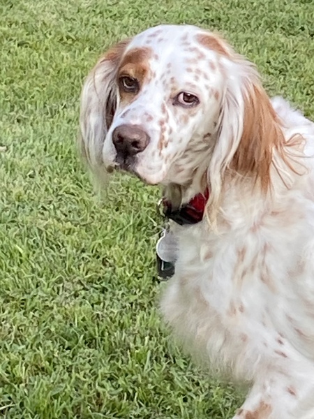 Buddy