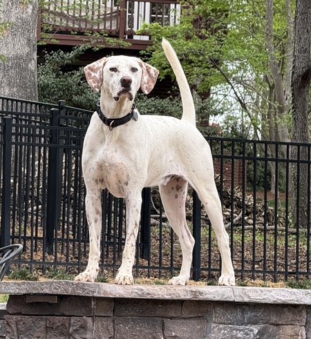 Barkley