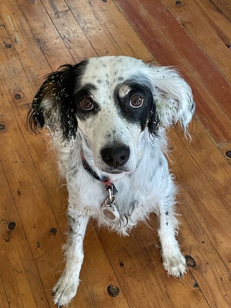 Bandit