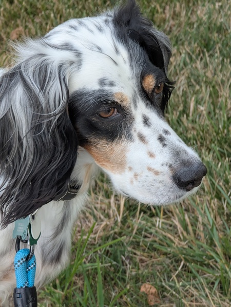 Addie