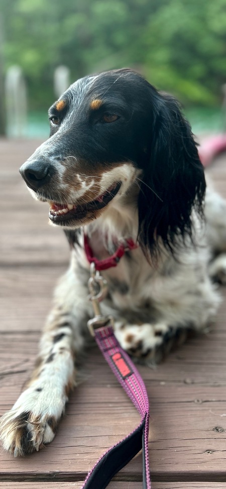 Georgie