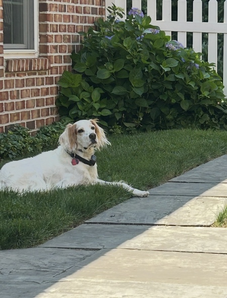 Ruger
