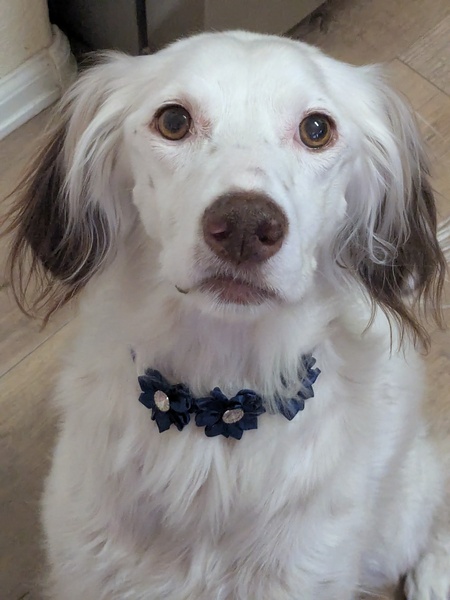 Dottie