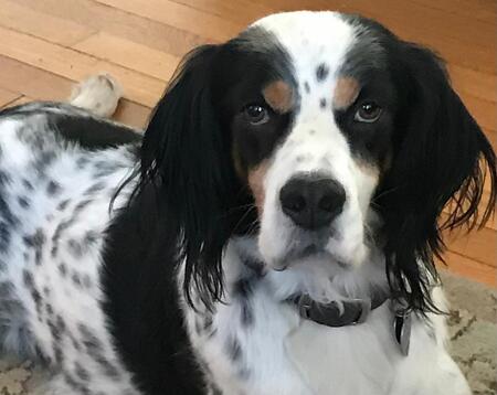 Entry image for Teddy. Clicking this image will show a larger photo