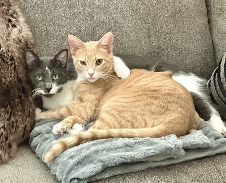 Hall and Oates