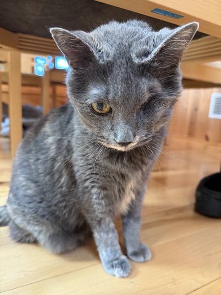 Lala