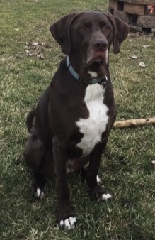 Jasper