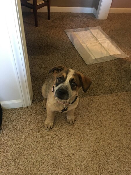 Lucille 