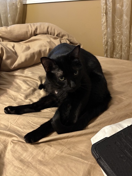 Oreo