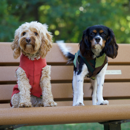 Hazel (left) Lucy (right)