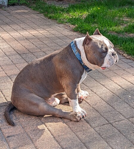 Wilbur