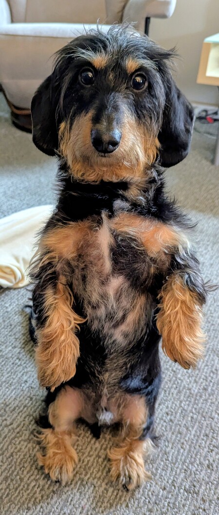 Willy Gilligan von Schnitzengruben