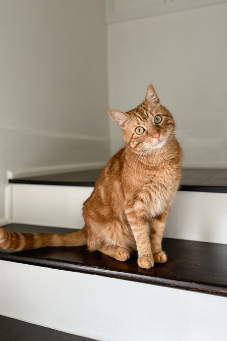 Mr. Kitty