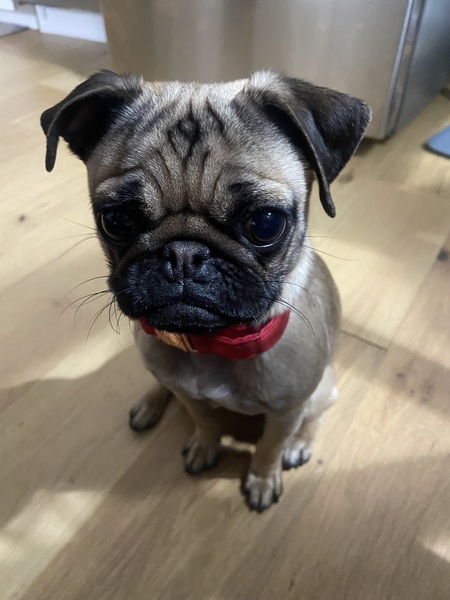 Lily aka Sniffles