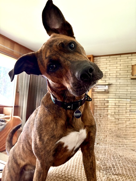 Nala