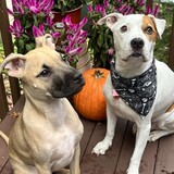 Entry image for Karma & Geno