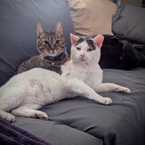 Entry image for Eeyore and Toast