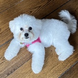 Entry image for Gigi