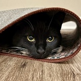 Entry image for  Neo