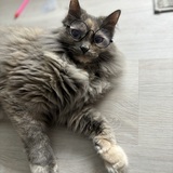 Entry image for Emma 