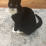 Entry image for Captain