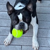 Entry image for Beetle Juice