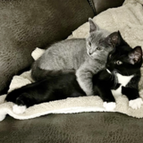 Entry image for Stella and Luna