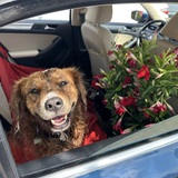 Entry image for Ruby