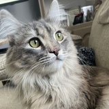 Entry image for Peep