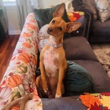 Entry image for Twinkie