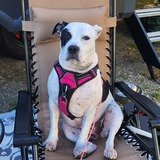 Entry image for Bella