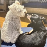 Entry image for Dottie and Biff