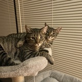 Entry image for Toby & Mia 