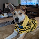 Entry image for Indie