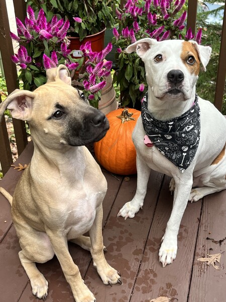 Entry image for Karma & Geno. Clicking this image will show a larger photo