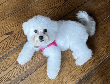 Entry image for Gigi. Clicking this image will show a larger photo